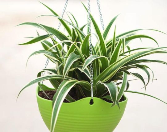 室内观叶植物有哪些