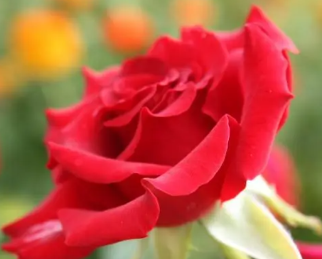 情人节鲜花怂什么好