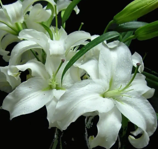 百合花语大全