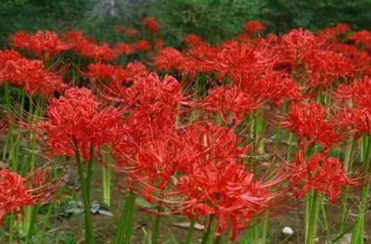 彼岸花开的意思