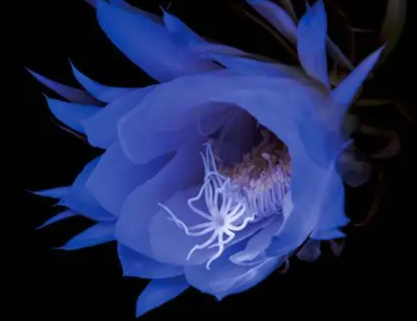 昙花怎么养才茂盛