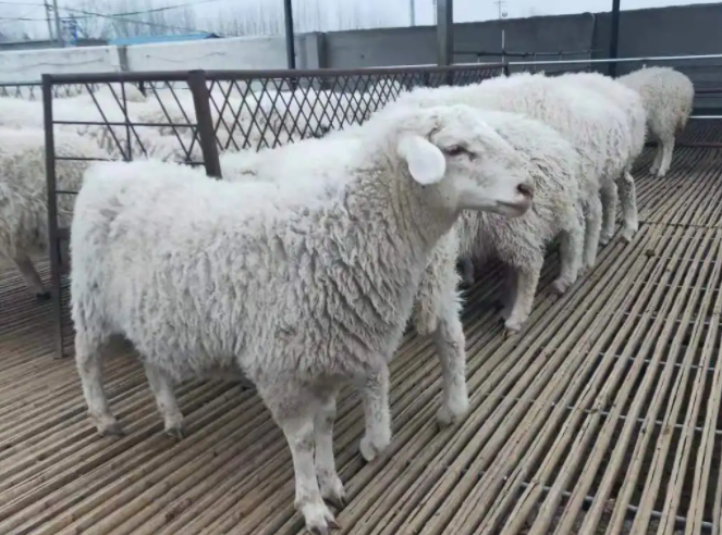 小尾寒羊养殖