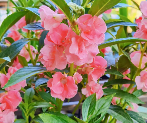 染指甲的指甲花