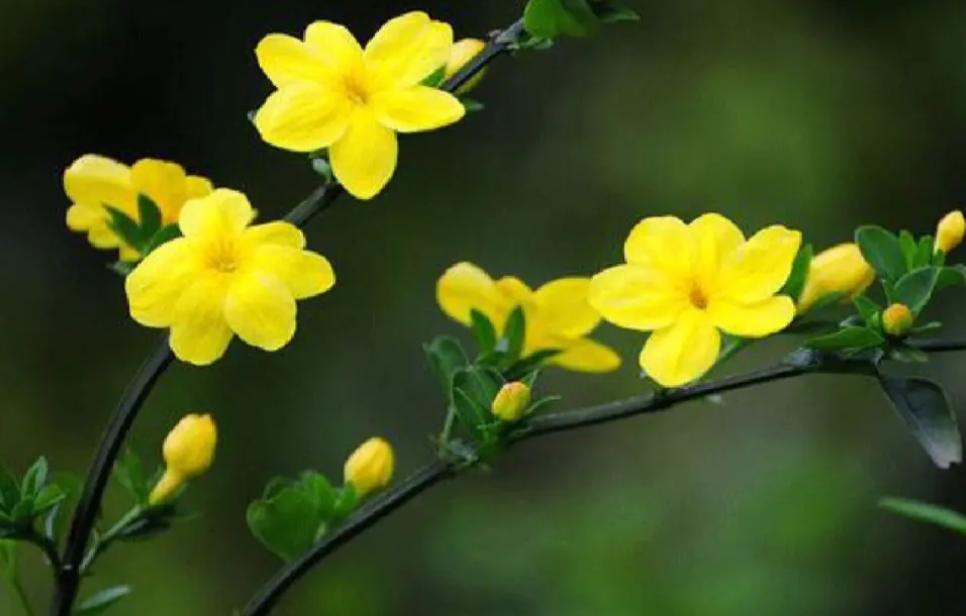 迎春花是什么颜色