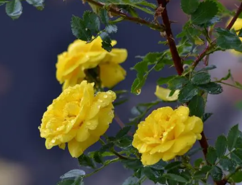 黄色玫瑰寓意和花语
