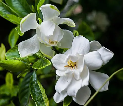 栀子花开的季节
