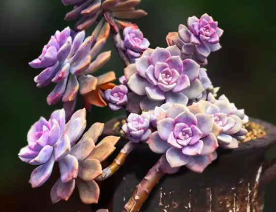 宽口浅花盆适合种什么花