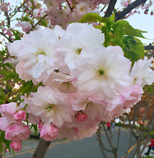 一月开什么花