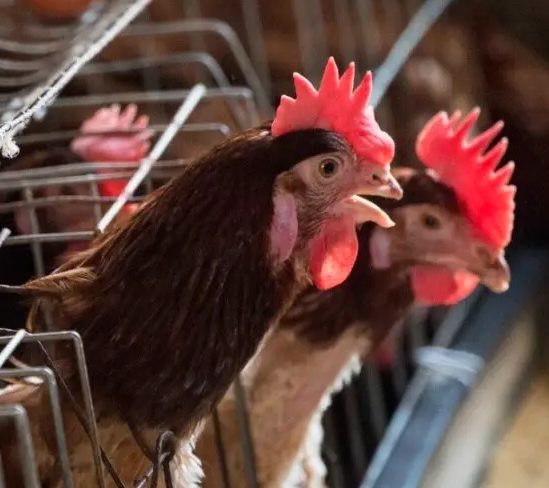 肉鸡养殖技术