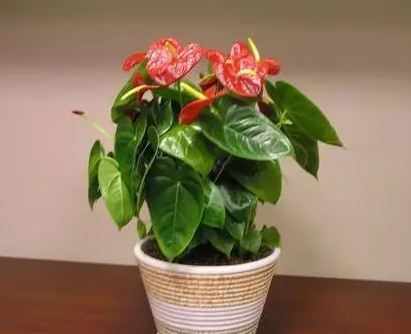 花卉养殖方法