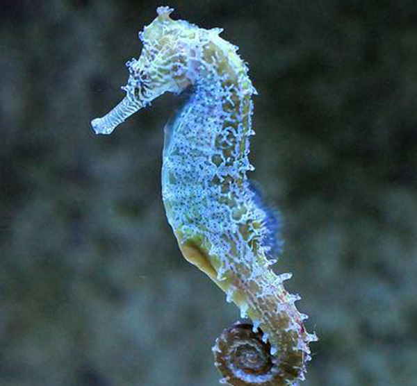 海马是海里的鱼吗