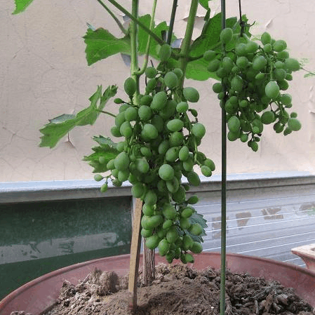 盆栽葡萄种植技术