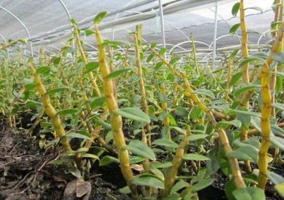 石斛的种植技术