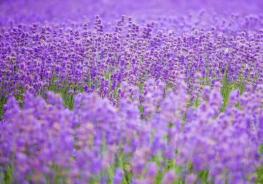 熏衣草的花语是什么