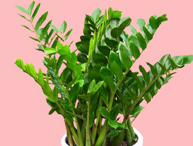 摇钱树怎么养才茂盛