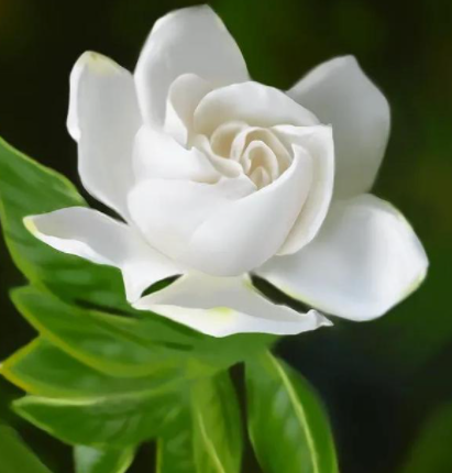 栀子花的花语