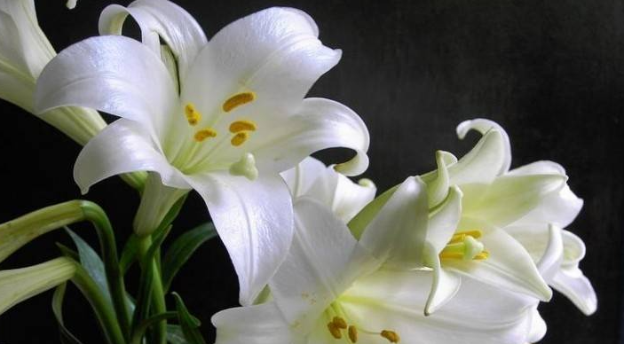 百合花的寓意