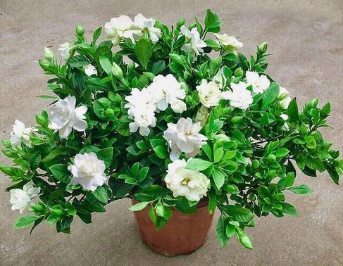 栀子花花期