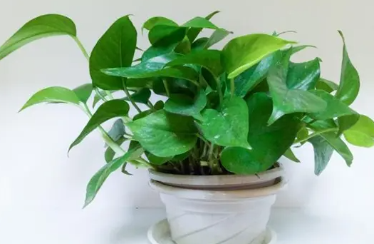 绿萝的养殖方法和注意事项