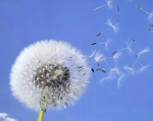 你还知道哪些植物传播种子的方法