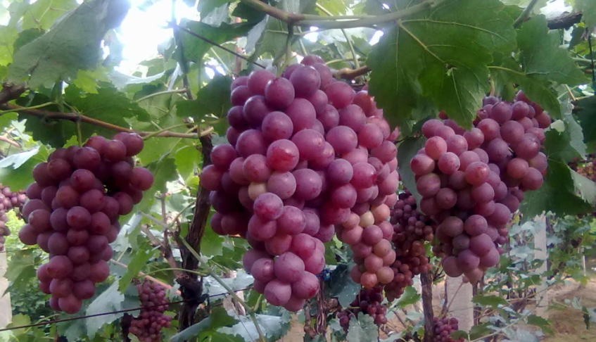 红提葡萄种植技术