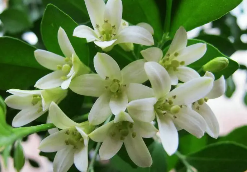 九里香花适合在室内养吗