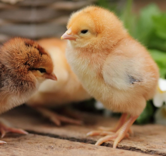 如何让小鸡快速长大
