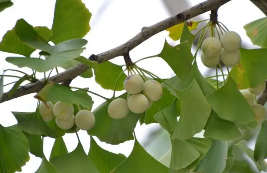 银杏树叶像什么似的