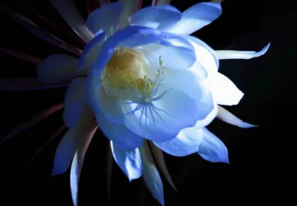 昙花什么时候开