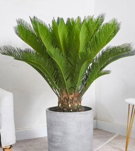 苏铁是什么植物