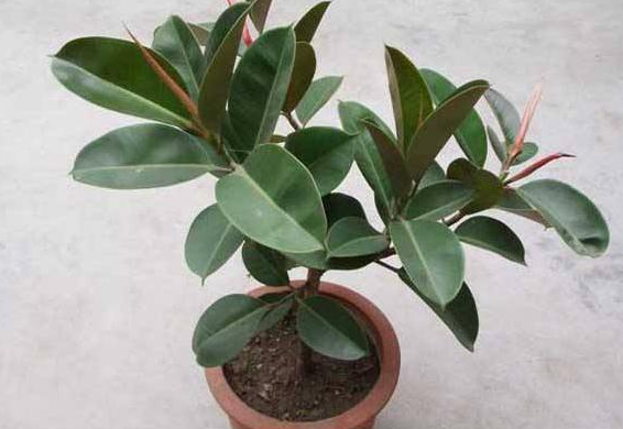 橡皮树的养殖方法