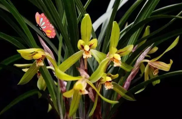 花中四君子是指什么