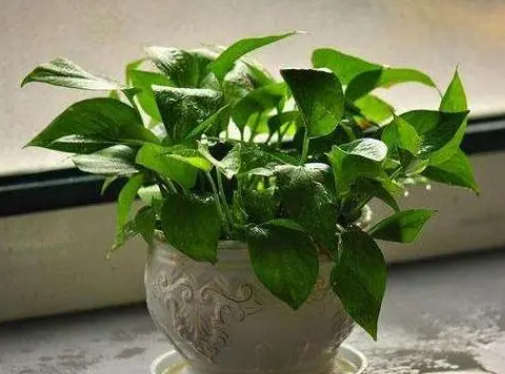 绿萝的养殖方法