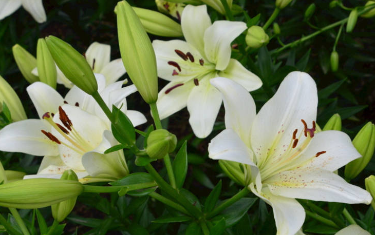 百合花象征什么