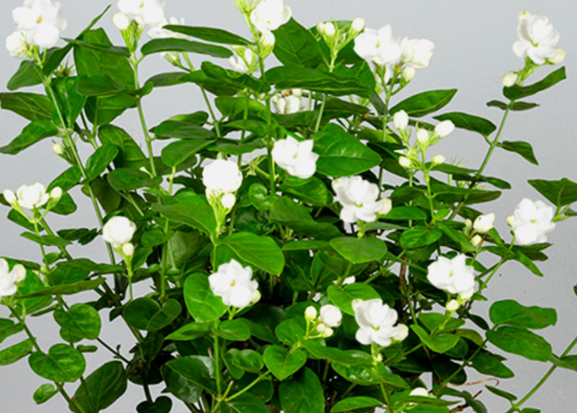 茉莉花是什么季节开的