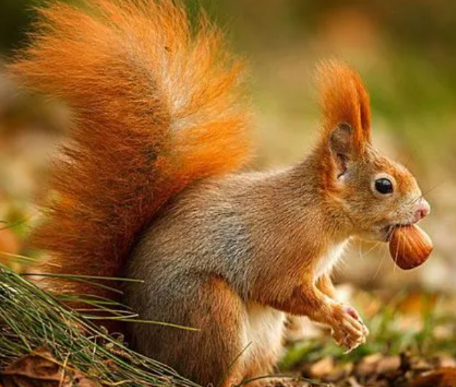 松鼠的生活习性