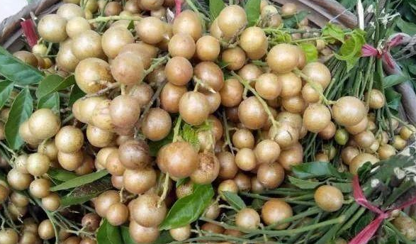 南方有什么水果