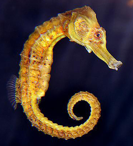 海马是海洋鱼类吗