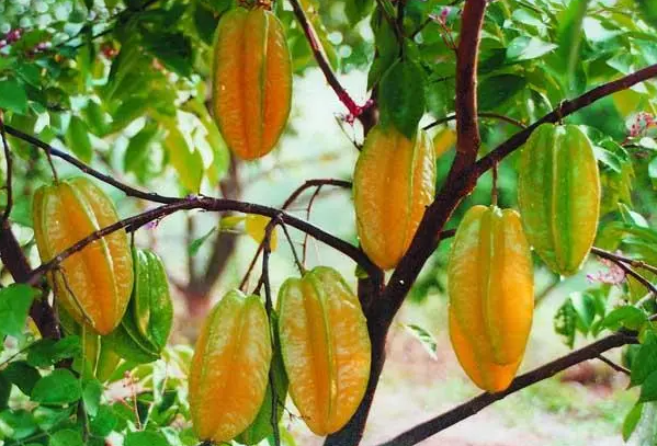 南方的水果有哪些