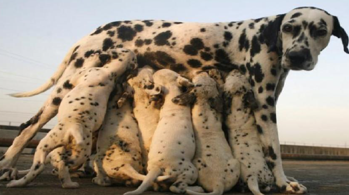 哺乳动物的意思