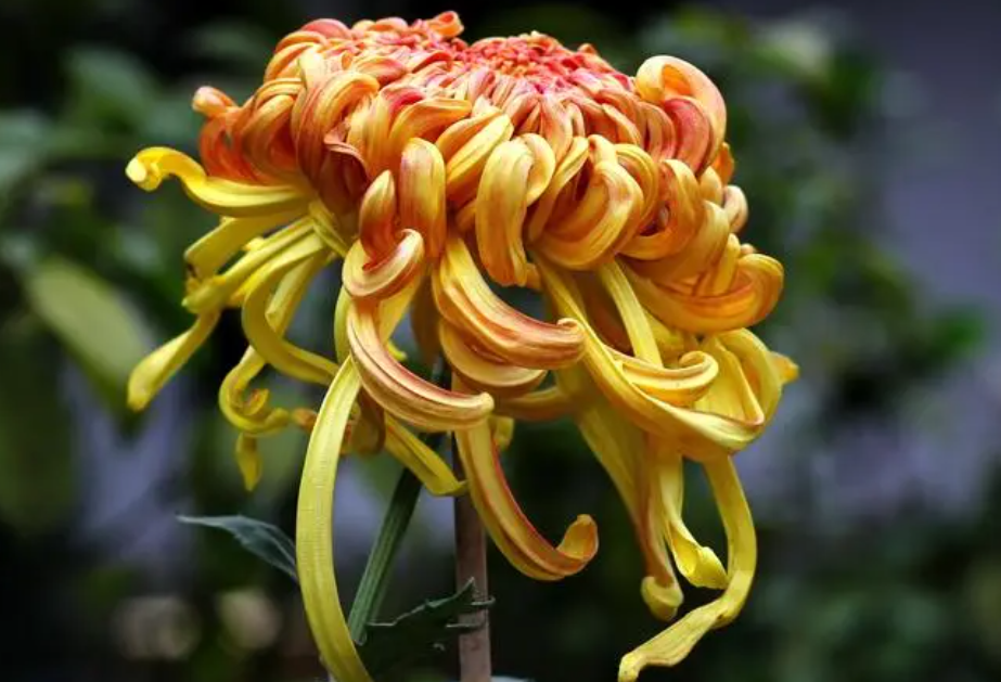 秋天盛开的花有哪些