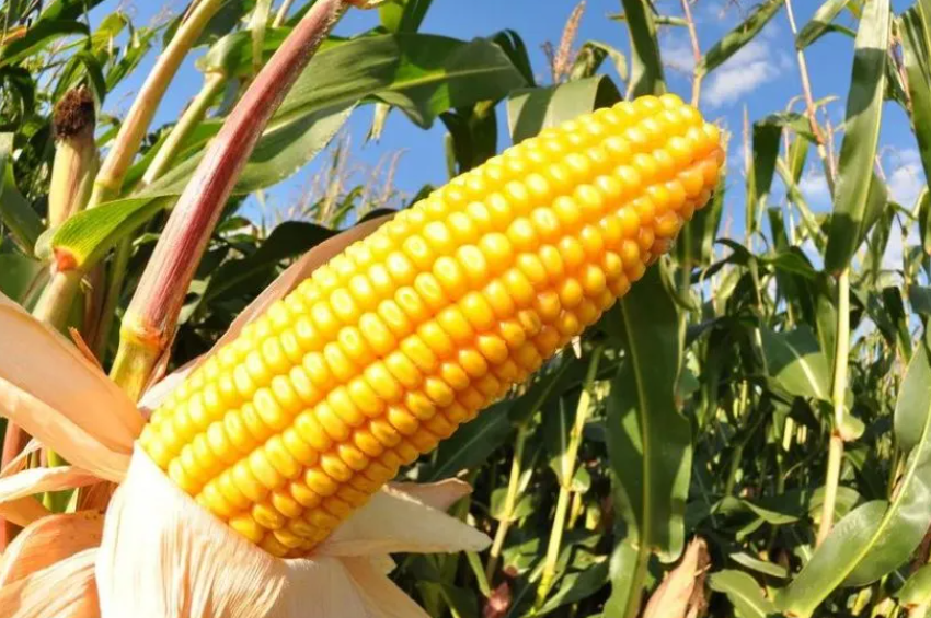 新玉米能喂猪吗