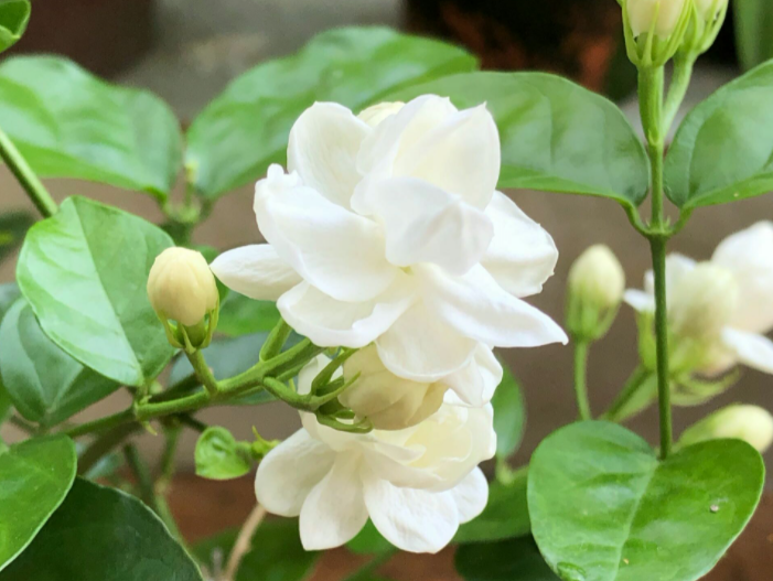 茉莉花适合晒太阳吗