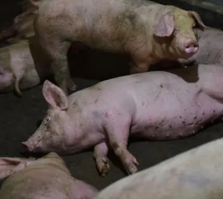 猪流感是怎么引起的