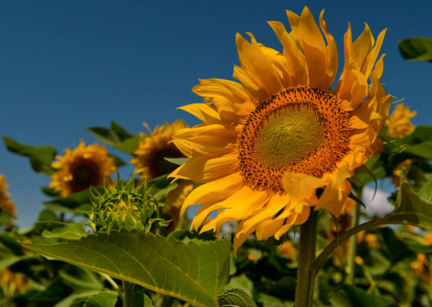 生日送什么鲜花