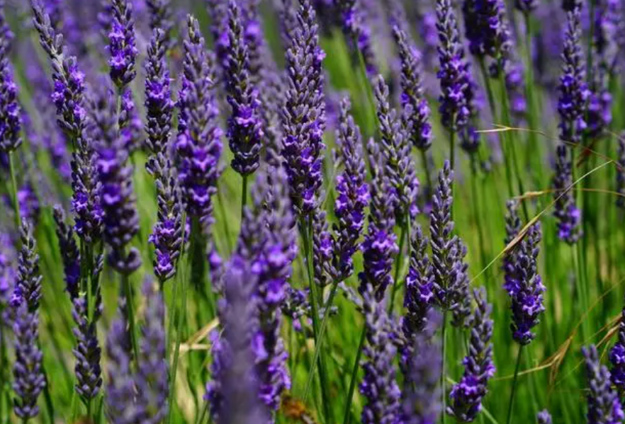 最大的薰衣草种植基地