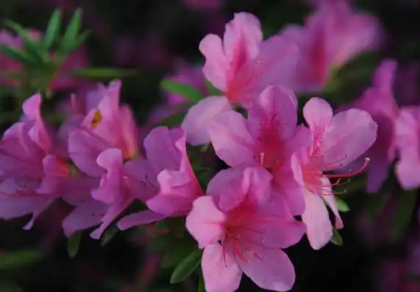 杜鹃花的养殖方法和注意事项 盆栽