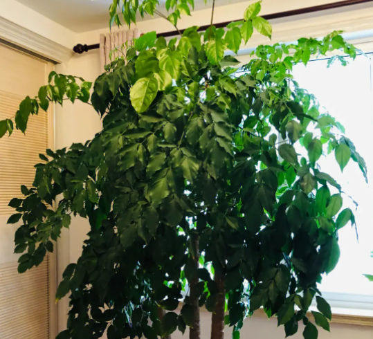 幸福树的养殖方法和注意事项