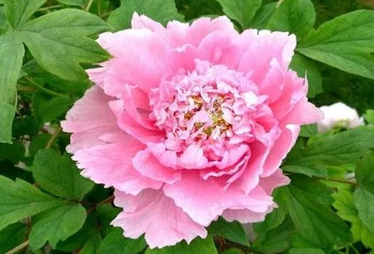 牡丹花几点钟开放