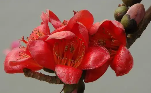 木棉花的花语是什么